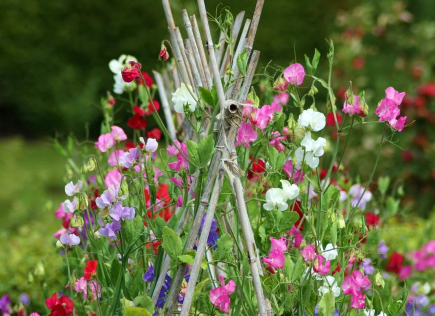 Ароматні рослини в саду