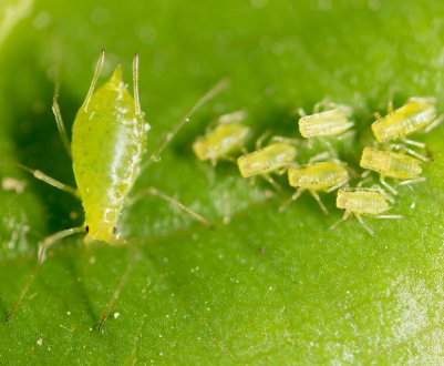 Як боротися з гниллю в саду