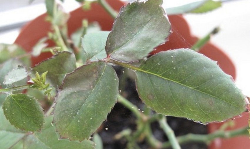 Павутинний кліщ на розі