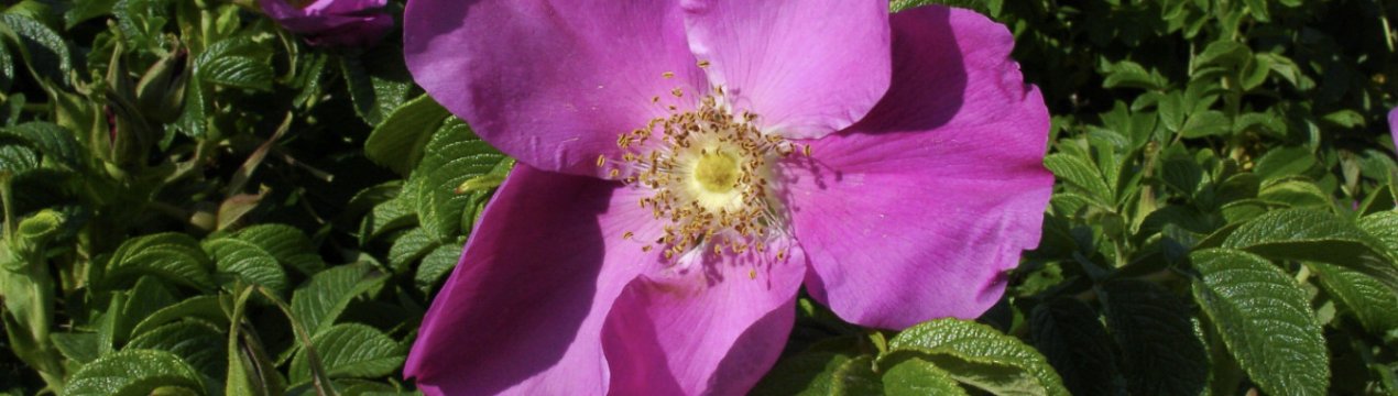 Роза Ругоза: посадка і догляд у відкритому грунті