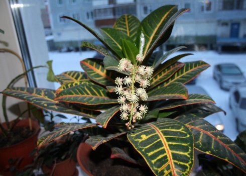 Как размножить кротон в домашних условиях