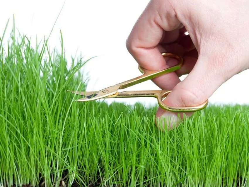Стрижка трави