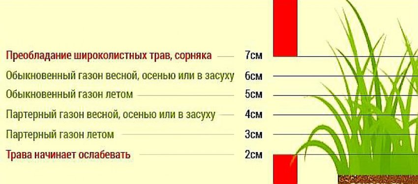 Сколько растений есть. Высота стрижки газонной травы. Высота покоса газонной травы. Высота среза газонной травы. Высота стрижки газона.