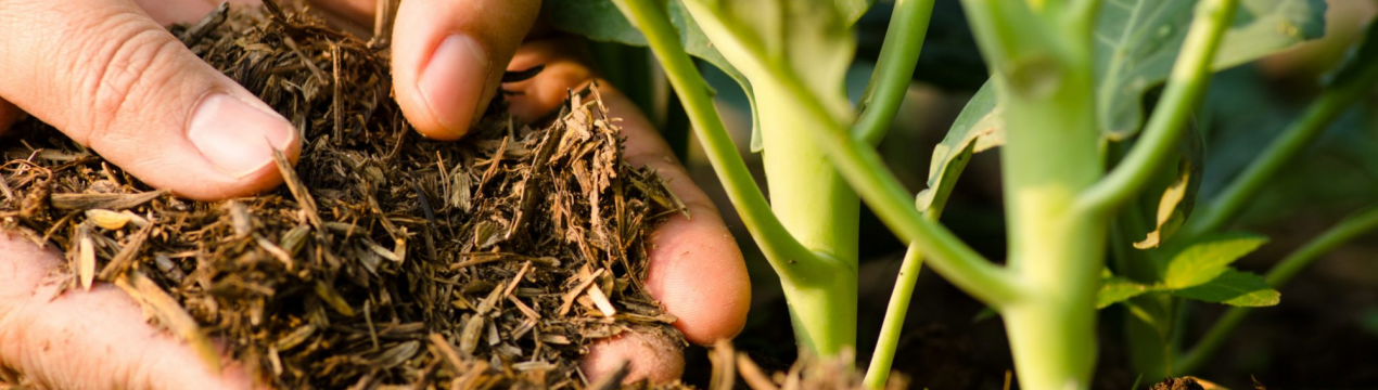 8 кращих варіантів добрив для вашого саду