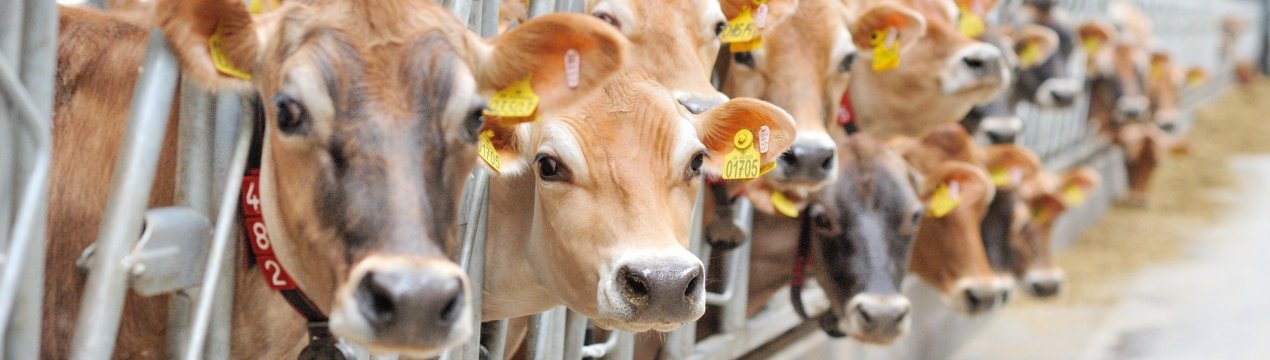 Розповсюдження коронавірусу загрожує скотобійням Бразилії