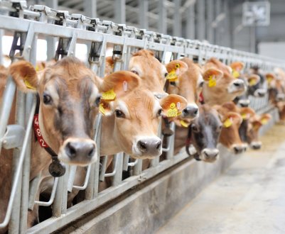 Розповсюдження коронавірусу загрожує скотобійням Бразилії