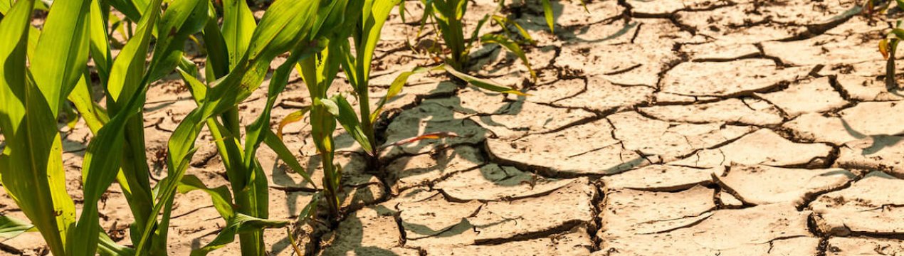 Бельгія: засуха ускладнює проблеми фермерів