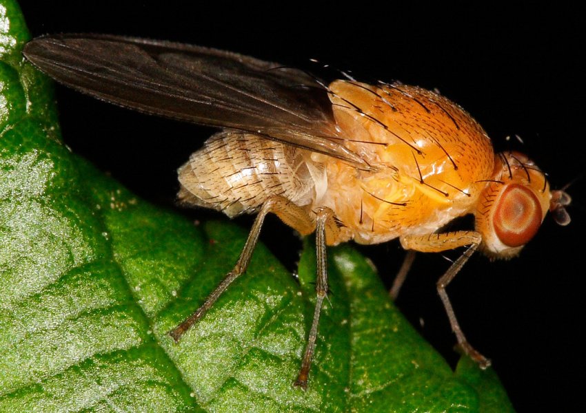 Квінслендська фруктова муха Квінслендська фруктова муха