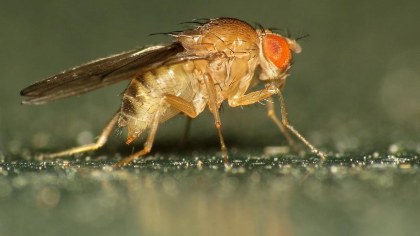 Фруктова муха Фруктова муха