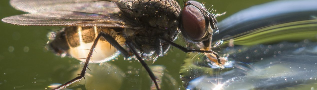 Нехватка фінансування проекту «Квінслендська фруктова муха» в Австралії