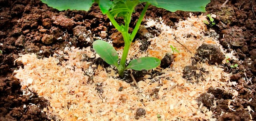 Опилки допомагають оберегти ґрунт від перегріву Опилки допомагають оберегти ґрунт від перегріву