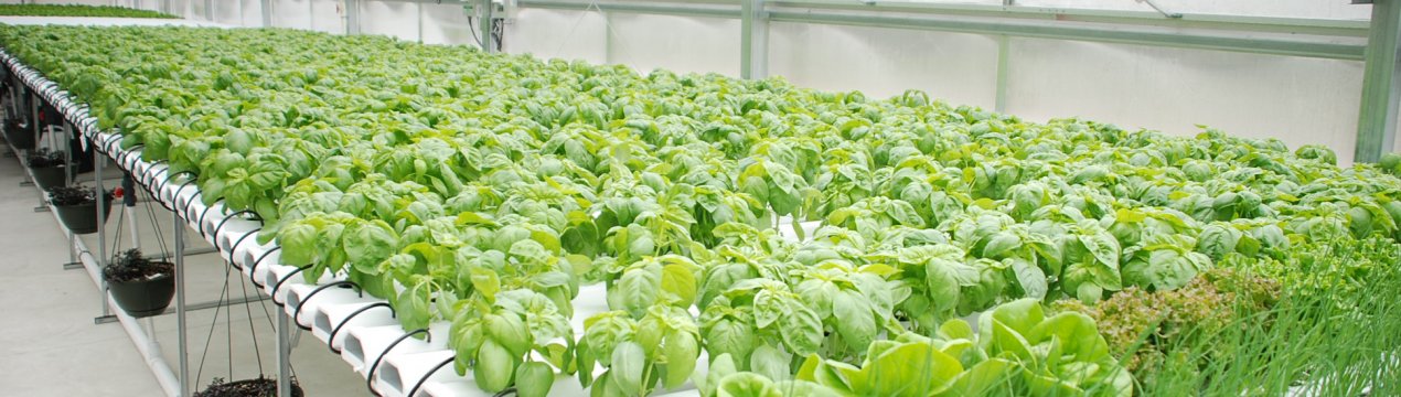 Метод вирощування овочевих культур у воді