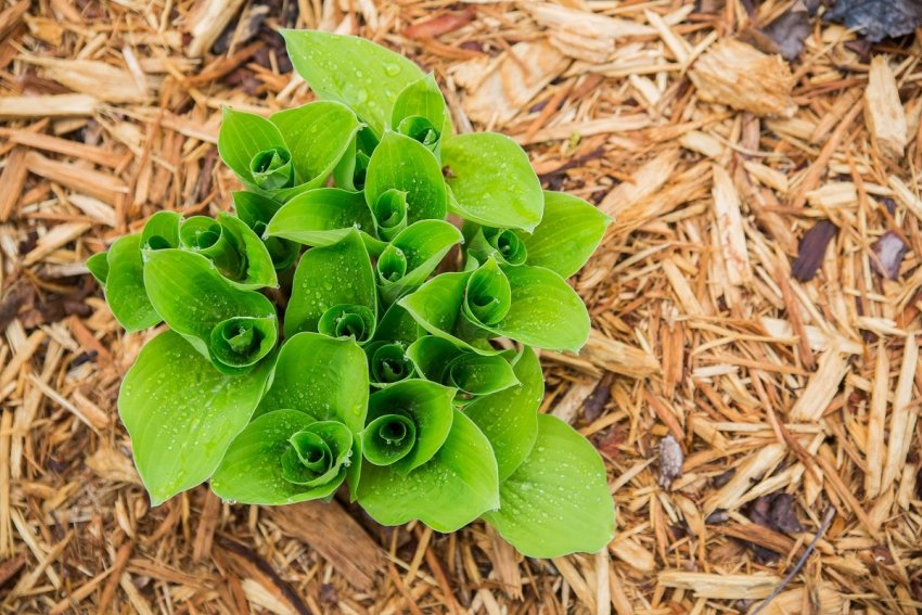 Опилки Опилки