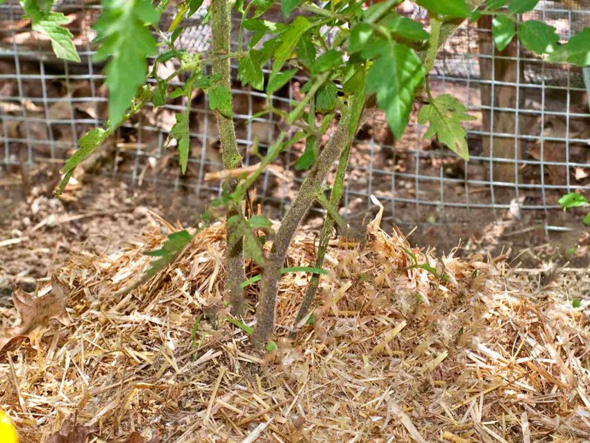 Мульча для огородніх культур Мульча для огородніх культур