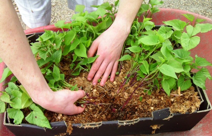 Вирощування розсади в опилках Вирощування розсади в опилках