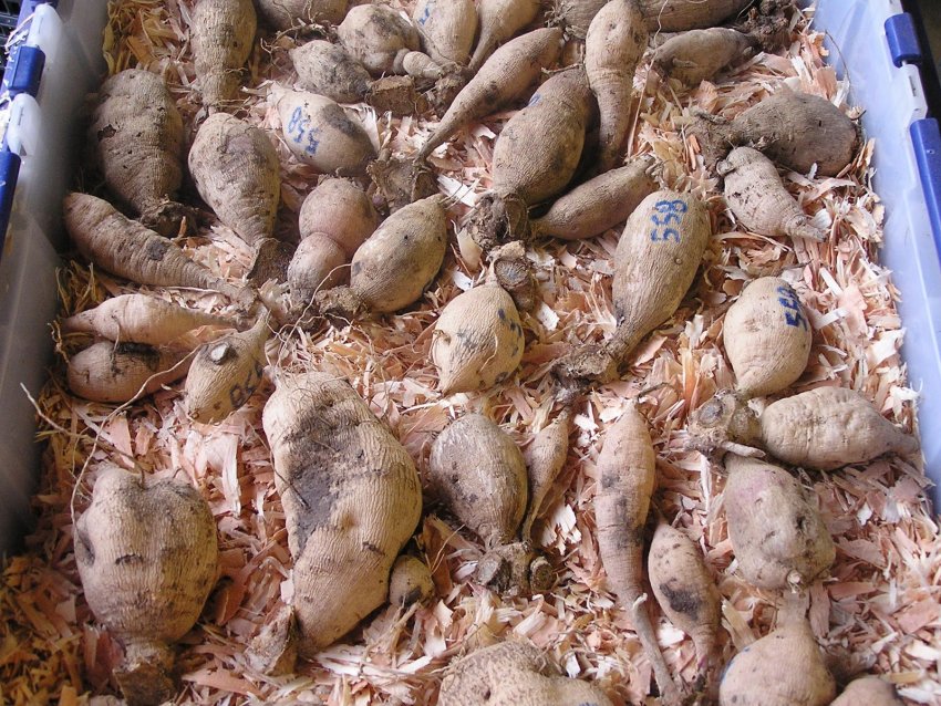 Зберігання клубнів в опилках Зберігання клубнів в опилках