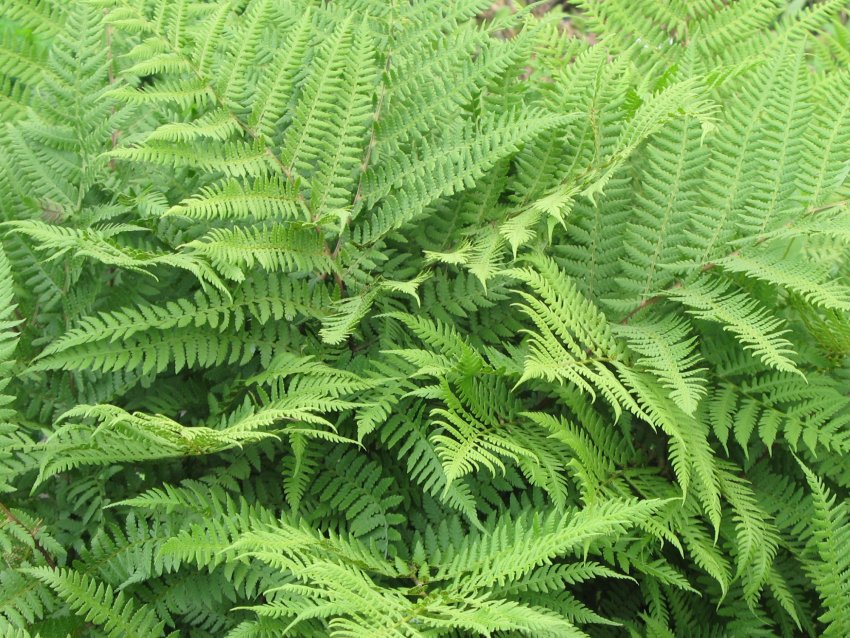 Кочедижник Кочедижник