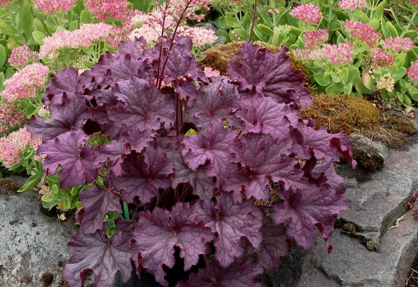 Гейхера Гейхера