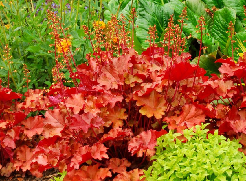 Гейхера Гейхера