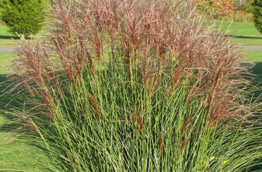 Міскантус Міскантус