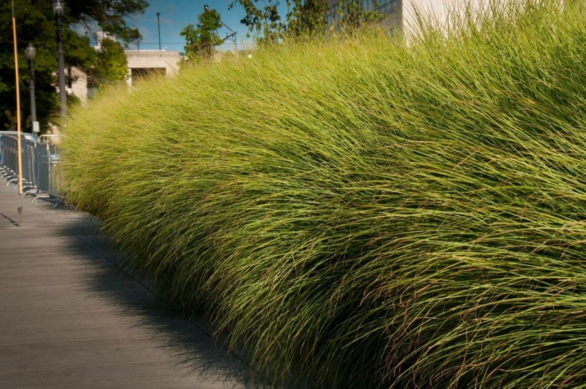 Міскантус Міскантус