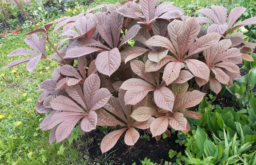 Роджерсія Роджерсія