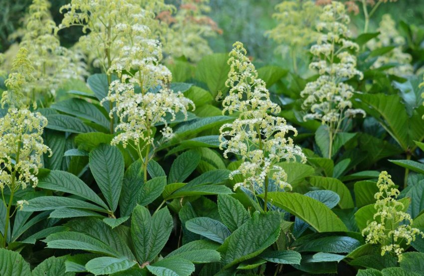 Роджерсія Роджерсія