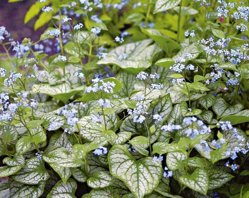 Бруннера крупнолиста Бруннера крупнолиста