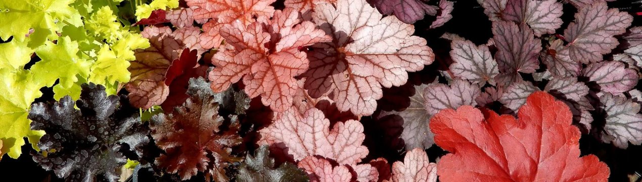 6 прекрасних багаторічників з пишними листям