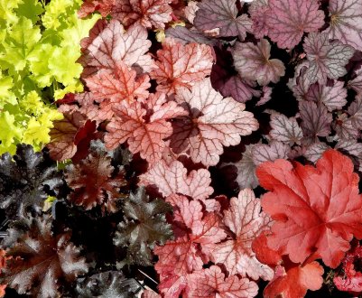 6 прекрасних багаторічників з пишними листям