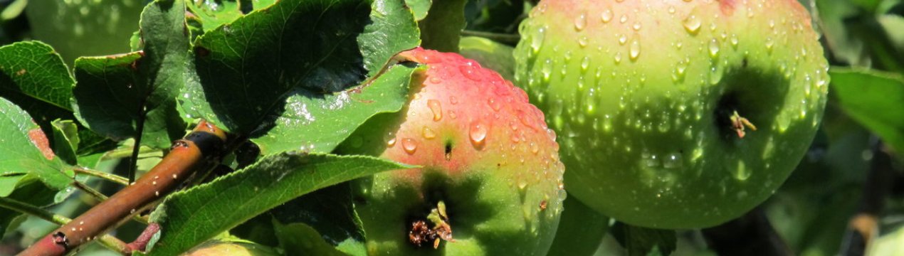 Великі площі яблуневих садів були руйновані поганою погодою в Португалії