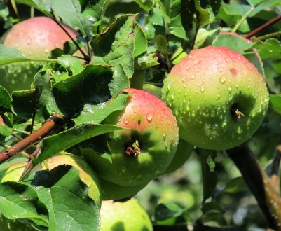 Великі площі яблуневих садів були руйновані поганою погодою в Португалії