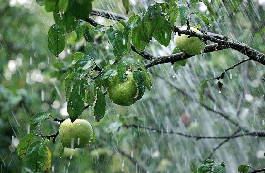 Великі площі яблуневих садів були руйновані поганою погодою в Португалії