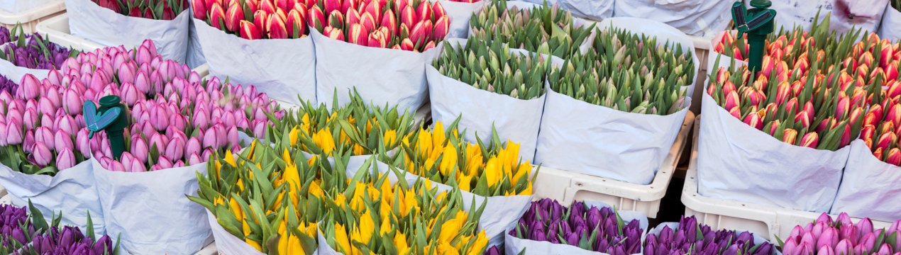 Упадок сектору декоративних рослин та зрізаних квітів в Іспанії