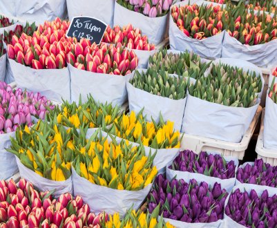 Упадок сектору декоративних рослин та зрізаних квітів в Іспанії