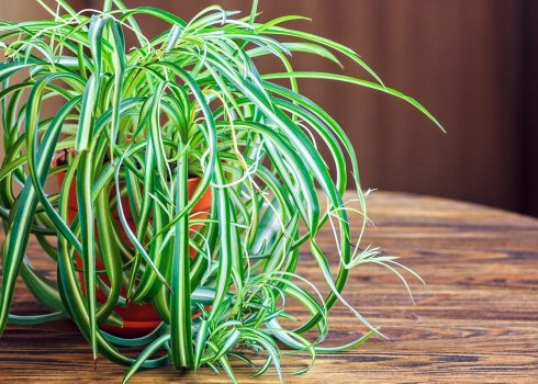 Хлорофітум чубатий: догляд в домашніх умовах