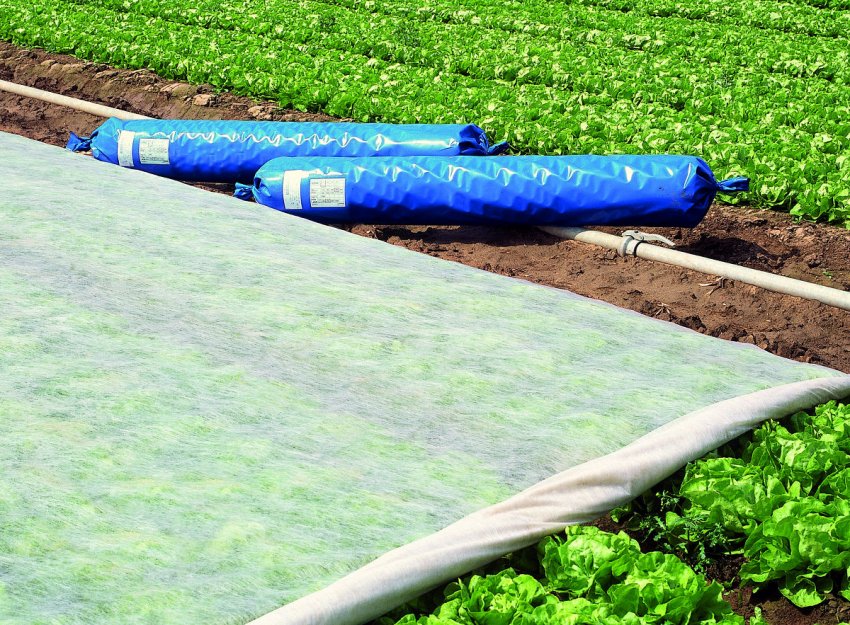 Агрил Агрил