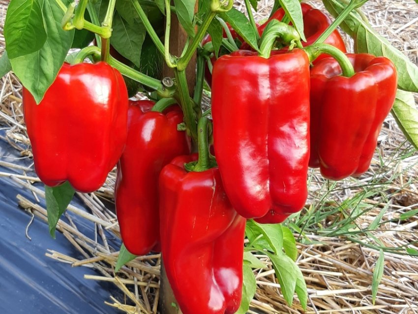 Красний бик Красний бик