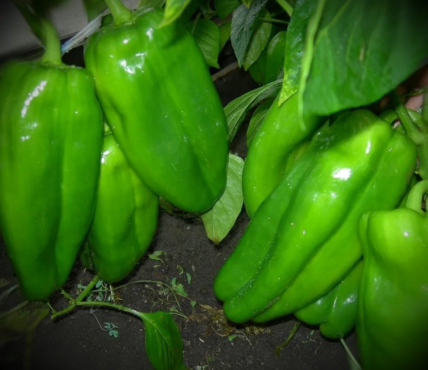 Красний бик (не дозрілий) Красний бик (не дозрілий)