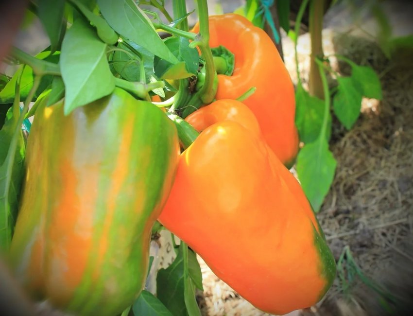 Біг мама Біг мама