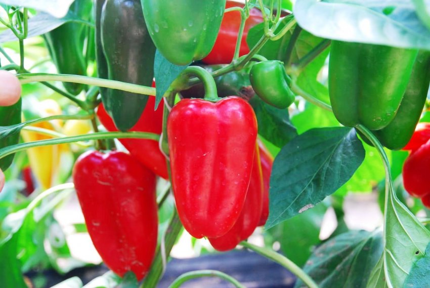 Валентина Валентина