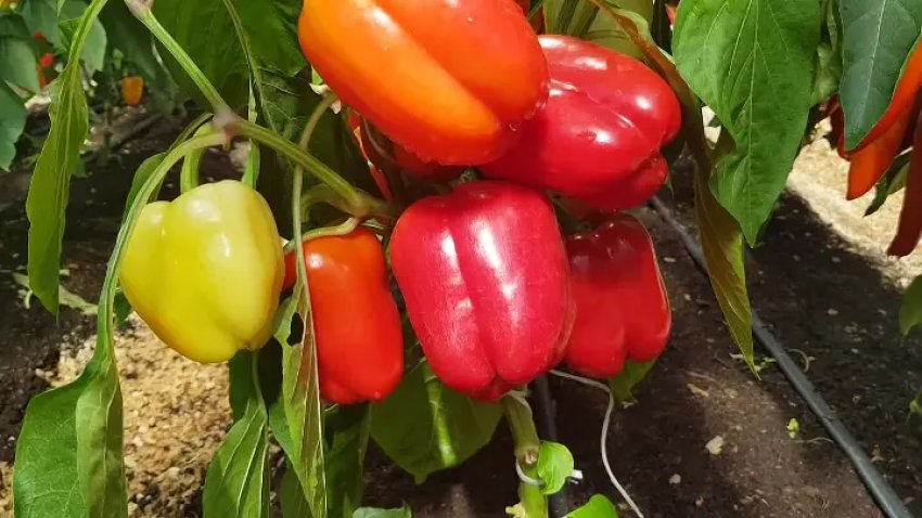 Валентина Валентина