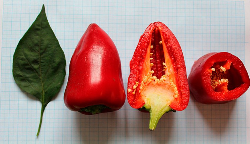 Єгипетська сила Єгипетська сила