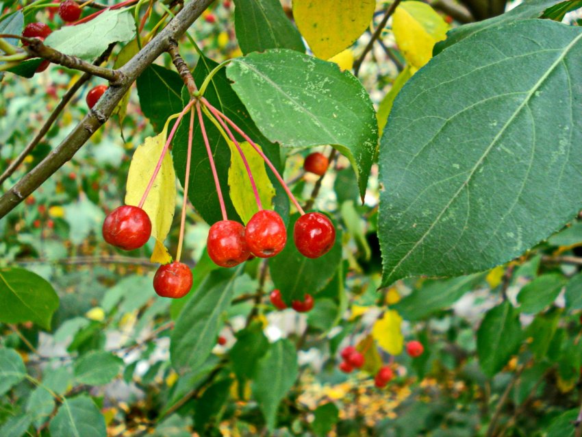 Яблуня Палласа (Сибірська) Яблуня Палласа (Сибірська)
