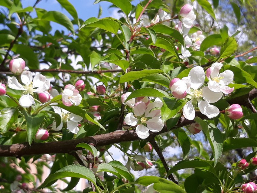 Яблуня Палласа (Сибірська) Яблуня Палласа (Сибірська)