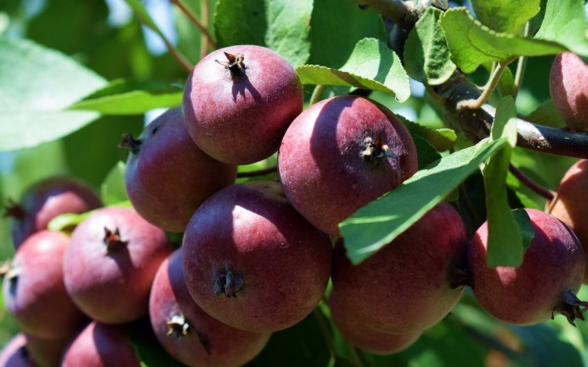 Яблуня Недзвецького Яблуня Недзвецького