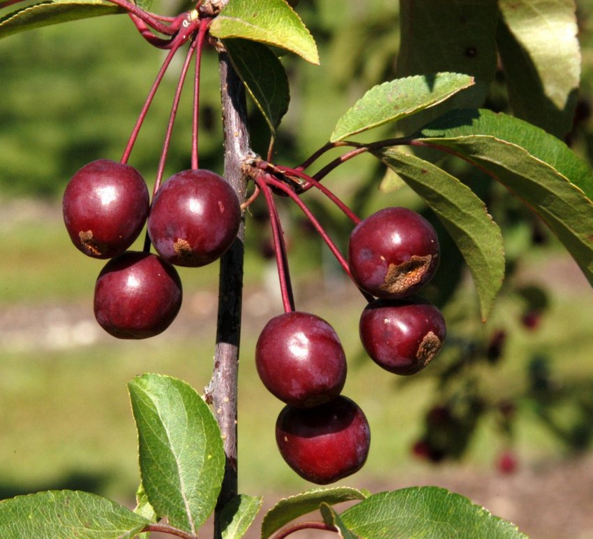Яблуня Роялті Яблуня Роялті