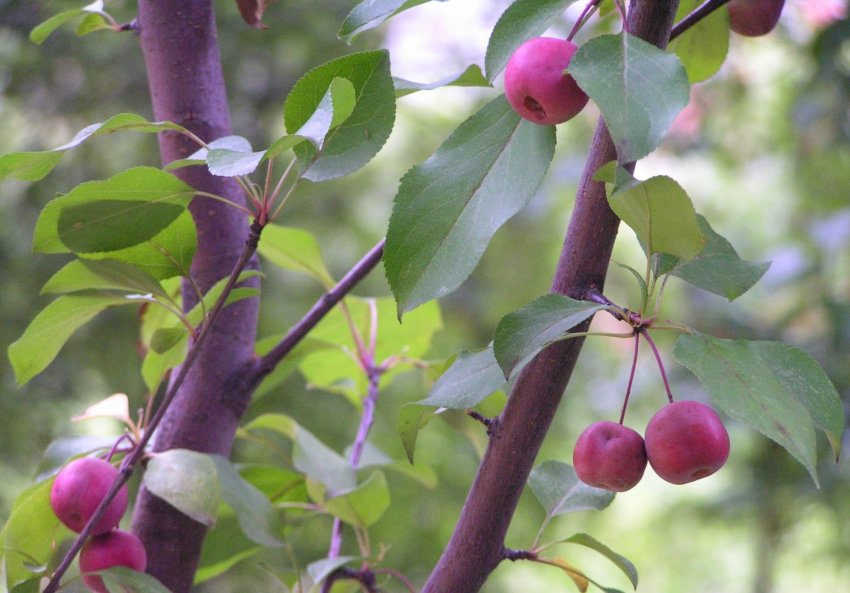 Яблуня Хелена Яблуня Хелена