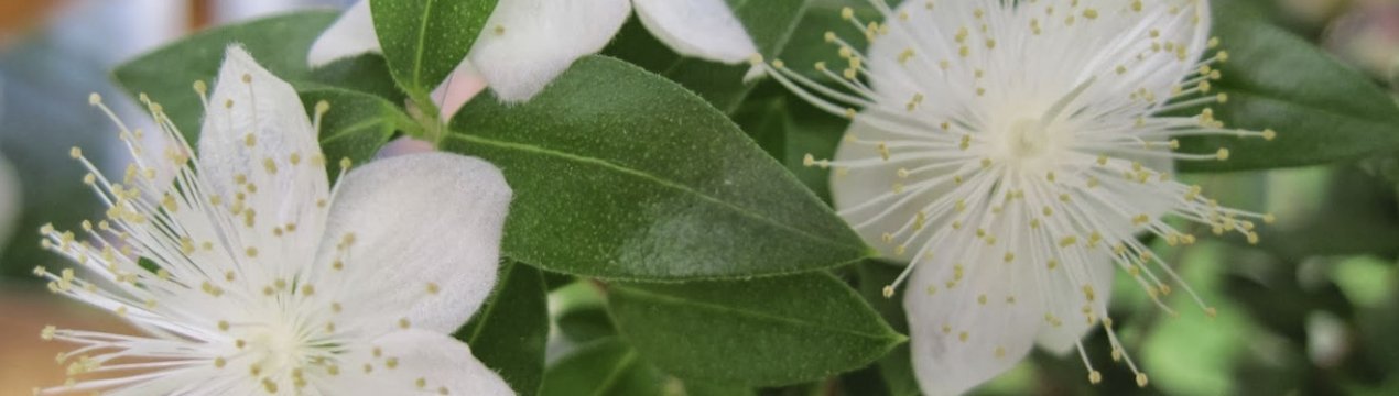 Як доглядати за миртом в домашніх умовах