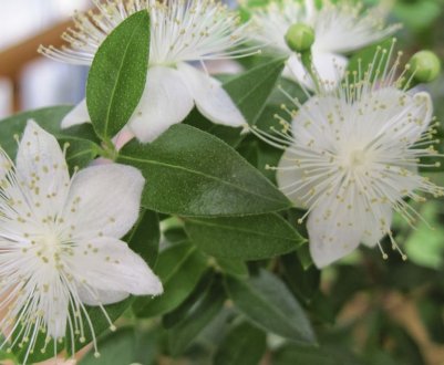 Як доглядати за миртом в домашніх умовах